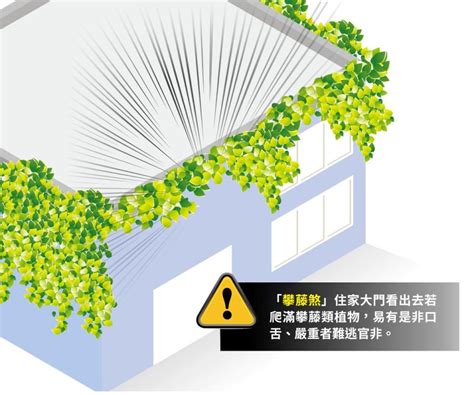 攀藤植物風水|何時種植攀爬植物最旺財運？